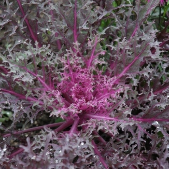 Flowering Kale - Flowering Kale Peacock Red Flowering Kale - Flowering Kale Peacock Red