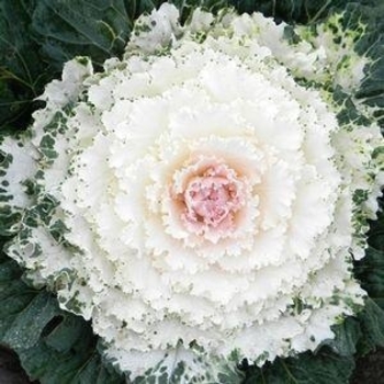 Flowering Kale - Flowering Kale Songbird White Flowering Kale - Flowering Kale Songbird White