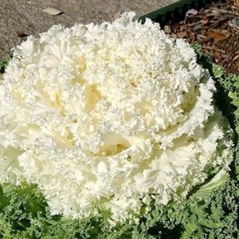 Flowering Kale - Flowering Kale Kamome White Flowering Kale - Flowering Kale Kamome White