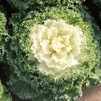 Flowering Kale - Flowering Kale Nagoya White Flowering Kale - Flowering Kale Nagoya White