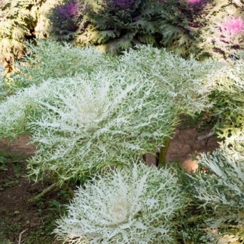 Flowering Kale - Flowering Kale Peacock White Flowering Kale - Flowering Kale Peacock White