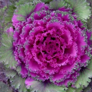 Kale - Flowering Kale Chidori Red Kale - Flowering Kale Chidori Red
