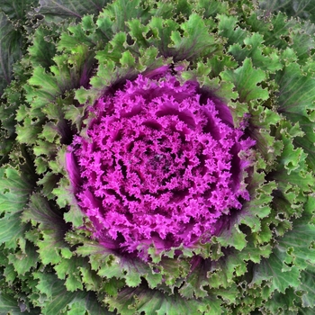 Kale - Flowering Kale Nagoya Red Kale - Flowering Kale Nagoya Red