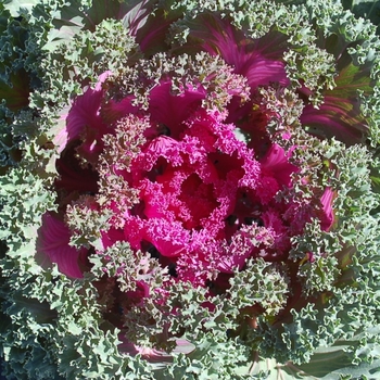 Kale - Flowering Kale Nagoya Rose Kale - Flowering Kale Nagoya Rose