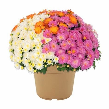 Mum - Mum Confetti Garden Pisces Mum - Mum Confetti Garden Pisces