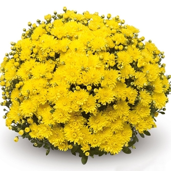 Mum - Mum Amiko Yellow Mum - Mum Amiko Yellow
