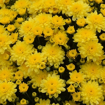 Mum - Mum Chelsey Yellow Mum - Mum Chelsey Yellow