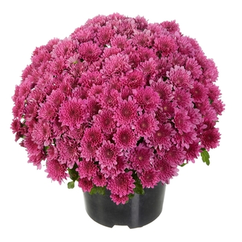 Mum - Mum Buzz Lavender Mum - Mum Buzz Lavender