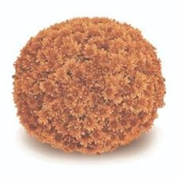 Mum - Mum Arluno Orange Mum - Mum Arluno Orange