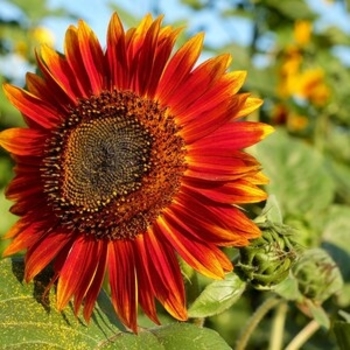 Sunflower - Sunflower Solsation Flame Sunflower - Sunflower Solsation Flame