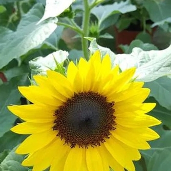 Sunflower - Sunflower Solsation Yellow Sunflower - Sunflower Solsation Yellow