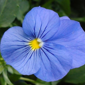 Pansy - Pansy Panola True Blue Pansy - Pansy Panola True Blue