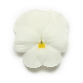 Pansy - Pansy Panola White Pansy - Pansy Panola White