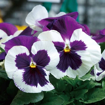 Pansy - Pansy Majestic Giants II Blue White Blotch Pansy - Pansy Majestic Giants II Blue White Blotch