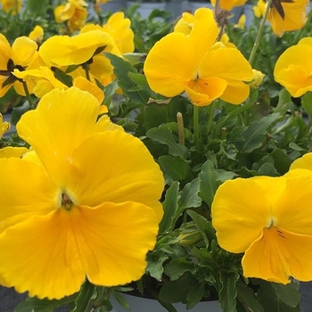 Pansy - Pansy Majestic Giants II Clear Yellow Pansy - Pansy Majestic Giants II Clear Yellow