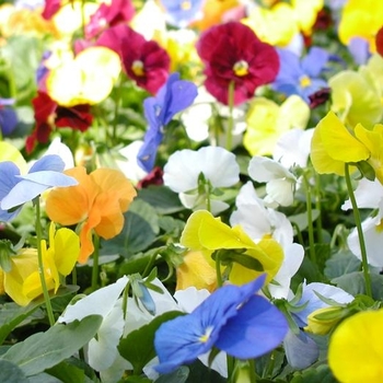 Pansy - Pansy Panola Clear Mix Pansy - Pansy Panola Clear Mix