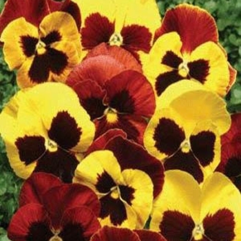 Pansy - Pansy Matrix Autumn Blaze Mix Pansy - Pansy Matrix Autumn Blaze Mix