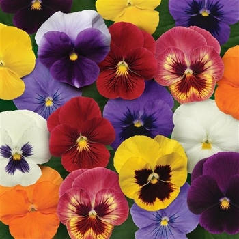 Pansy - Pansy Panola Mix Pansy - Pansy Panola Mix