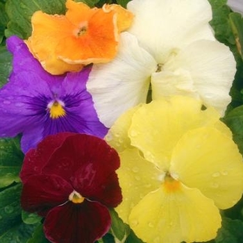 Pansy - Pansy Delta Water Colors Mix Pansy - Pansy Delta Water Colors Mix