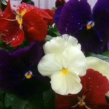Pansy - Pansy Delta Wine and Cheese Mix Pansy - Pansy Delta Wine and Cheese Mix