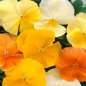 Pansy - Pansy Panola Citrus Mix Pansy - Pansy Panola Citrus Mix