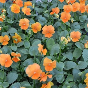 Pansy - Pansy Panola Deep Orange Pansy - Pansy Panola Deep Orange