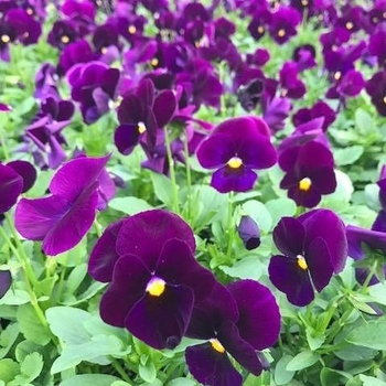 Pansy - Pansy Panola Purple Pansy - Pansy Panola Purple