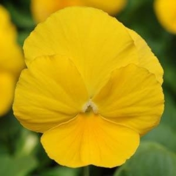 Pansy - Pansy Panola Yellow Pansy - Pansy Panola Yellow