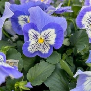 Pansy - Pansy Cats Plus Marina Pansy - Pansy Cats Plus Marina