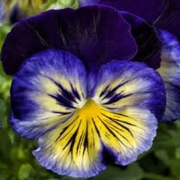 Pansy - Pansy Delta Blue Morpho Pansy - Pansy Delta Blue Morpho