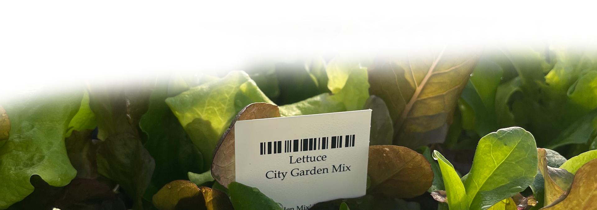 Check out our large collection of spring flowers