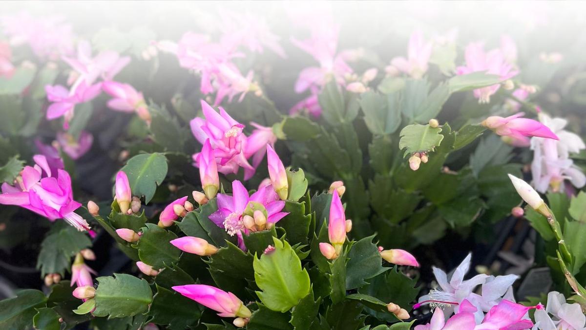 Hardy Gloxinia now available at Milmont Garden Center
