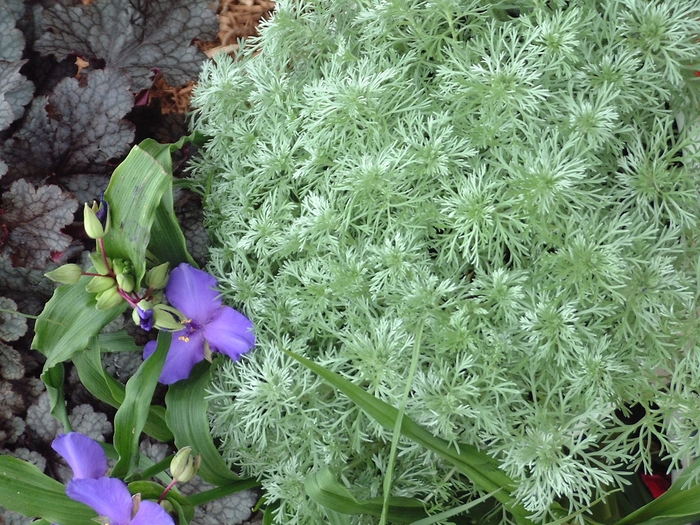 Silver Mound Wormwood - Artemisia schmidtiana 'Silver Mound' (Wormwood) from Milmont Greenhouses