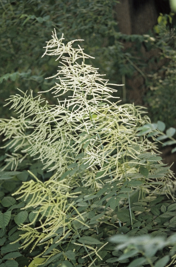 Goats Beard - Aruncus dioicus (Goats Beard) from Milmont Greenhouses Goats Beard - Aruncus dioicus (Goats Beard) from Milmont Greenhouses