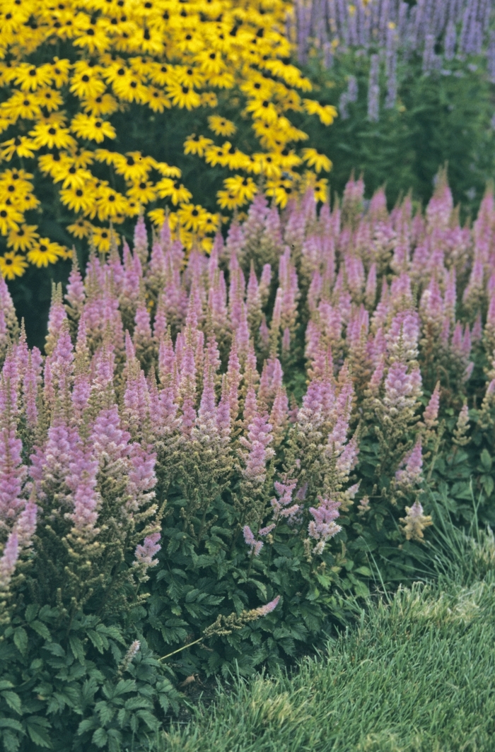 Pumila Astilbe-Chinese Dwarf - Astilbe chinensis 'Pumila' (Astilbe-Chinese Dwarf) from Milmont Greenhouses