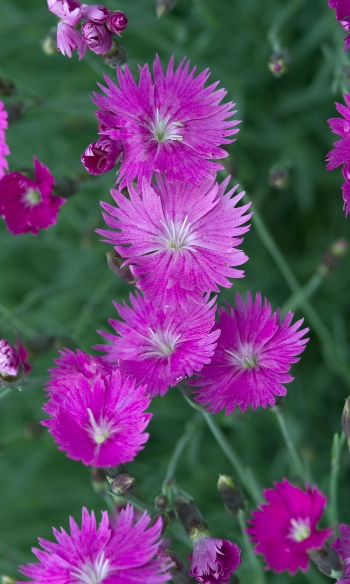 'Firewitch' Pinks-Cheddar - Dianthus gratianopolitanus from Milmont Greenhouses