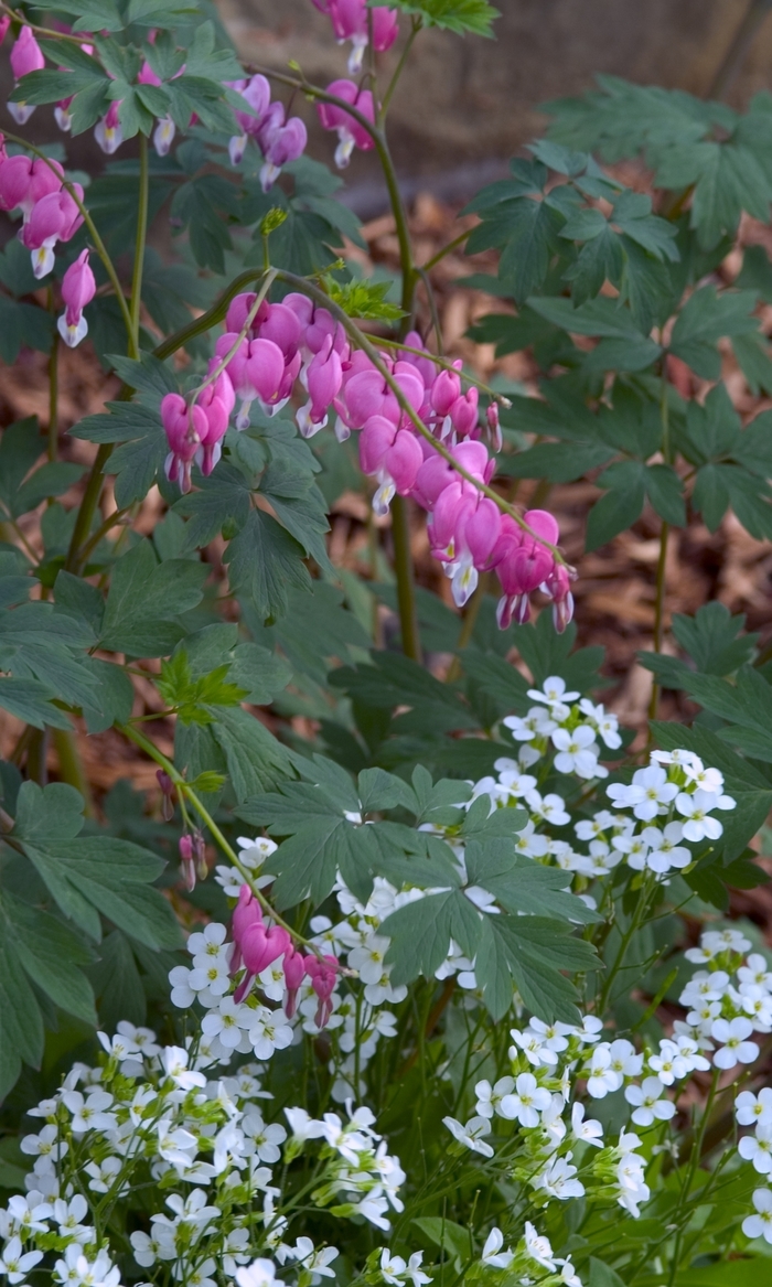 Bleeding Heart - Dicentra spectabilis (Bleeding Heart) from Milmont Greenhouses Bleeding Heart - Dicentra spectabilis (Bleeding Heart) from Milmont Greenhouses