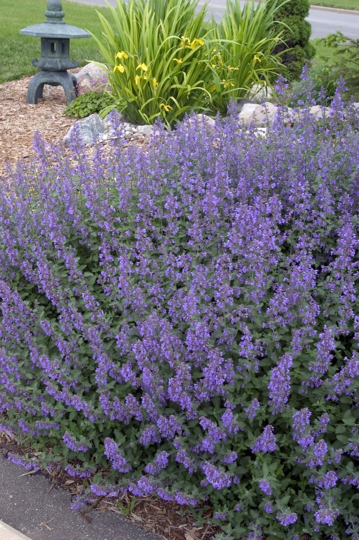 Walker's Low Catmint - Nepeta racemosa 'Walker's Low' (Catmint) from Milmont Greenhouses