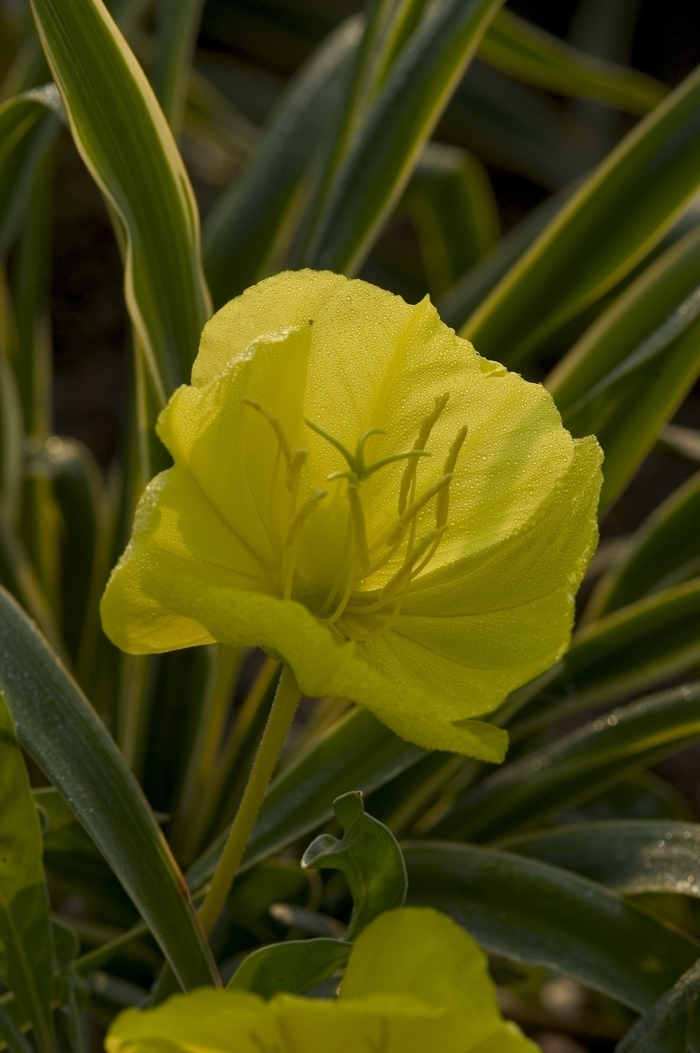 Ozark Sundrop - Oenothera missouriensis from Milmont Greenhouses