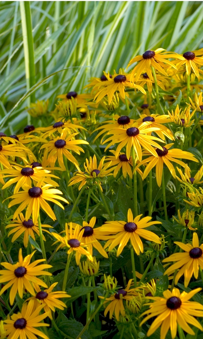Goldsturm Black Eyed Susan - Rudbeckia fulgida 'Goldsturm' (Black Eyed Susan) from Milmont Greenhouses Goldsturm Black Eyed Susan - Rudbeckia fulgida 'Goldsturm' (Black Eyed Susan) from Milmont Greenhouses
