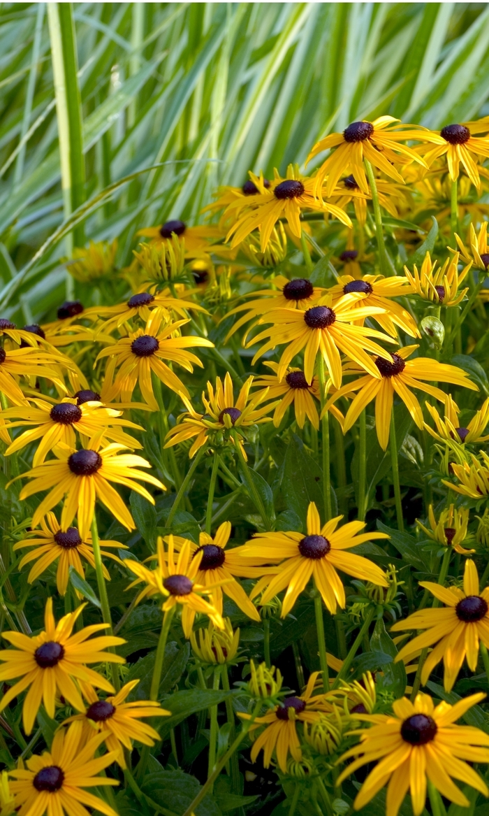 Goldsturm Black Eyed Susan - Rudbeckia fulgida 'Goldsturm' (Black Eyed Susan) from Milmont Greenhouses