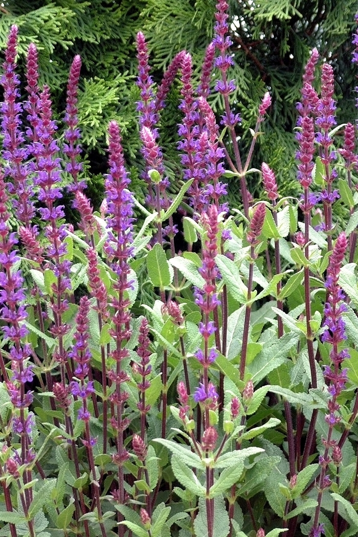 Caradonna Sage - Salvia nemorosa 'Caradonna' (Sage) from Milmont Greenhouses Caradonna Sage - Salvia nemorosa 'Caradonna' (Sage) from Milmont Greenhouses