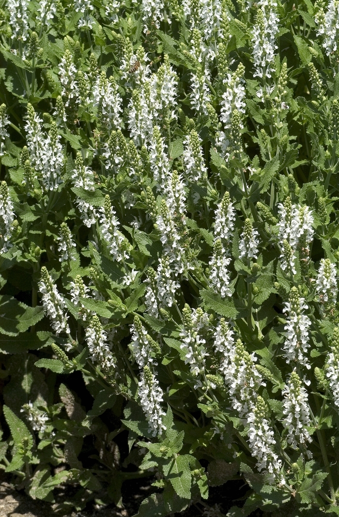 Snow Hill (Schneehugel) Sage - Salvia x sylvestris 'Snow Hill (Schneehugel)' (Sage) from Milmont Greenhouses