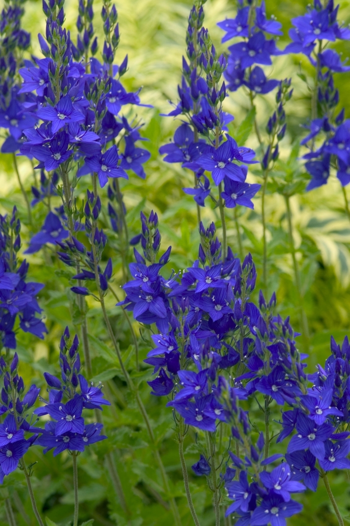 Crater Lake Blue Speedwell - Veronica austriaca 'Crater Lake Blue' (Speedwell) from Milmont Greenhouses Crater Lake Blue Speedwell - Veronica austriaca 'Crater Lake Blue' (Speedwell) from Milmont Greenhouses