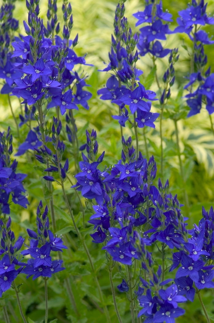 Crater Lake Blue Speedwell - Veronica austriaca 'Crater Lake Blue' (Speedwell) from Milmont Greenhouses