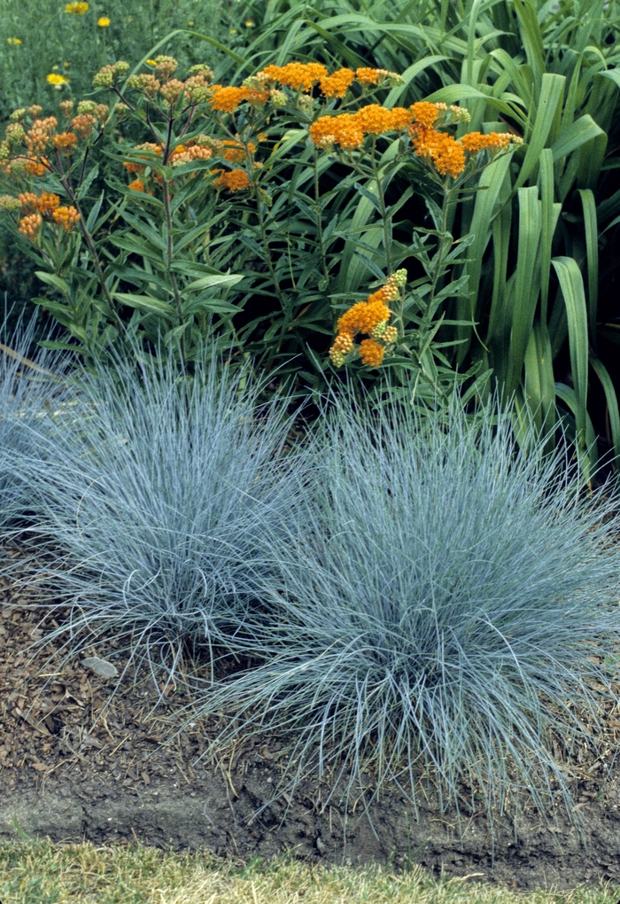 'Elijah Blue' Fescue - Festuca ovina glauca from Milmont Greenhouses
