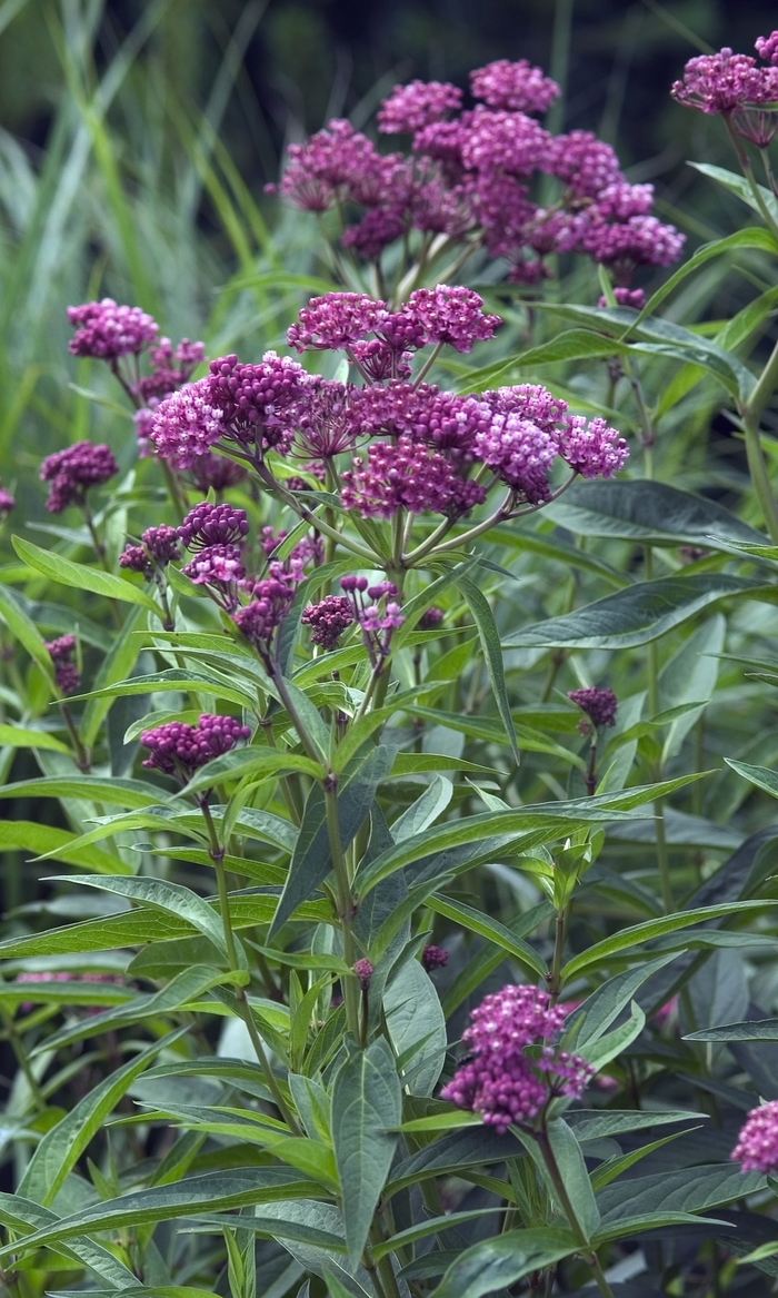 Cinderella Butterfly Flower - Asclepias incarnata 'Cinderella' (Butterfly Flower) from Milmont Greenhouses Cinderella Butterfly Flower - Asclepias incarnata 'Cinderella' (Butterfly Flower) from Milmont Greenhouses