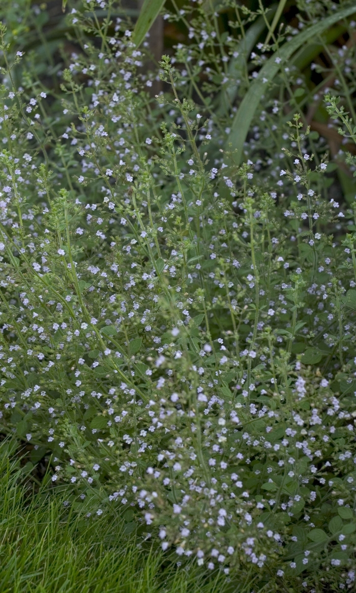 'Blue Cloud' Calamint - Calamintha nepeta from Milmont Greenhouses