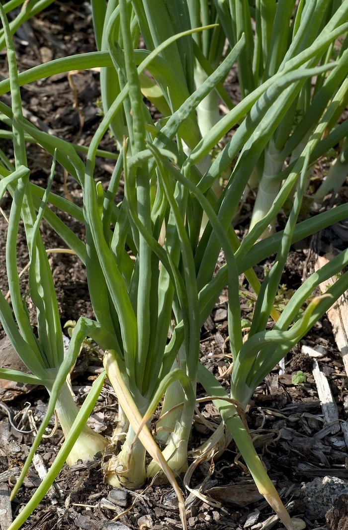 'Walla Walla' Onion - Allium cepa from Milmont Greenhouses