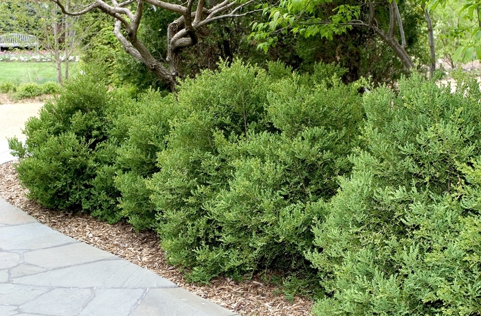 'Wintergreen' Boxwood - Buxus microphylla var. japonica from Milmont Greenhouses